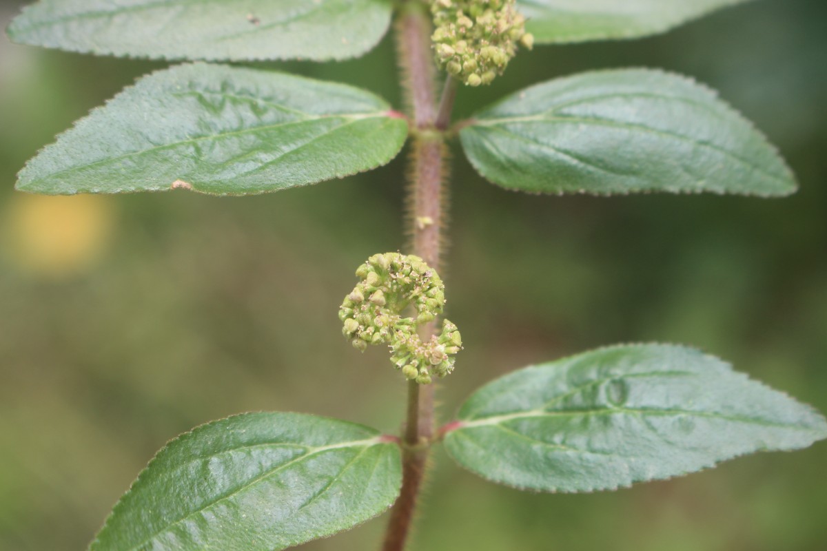 Euphorbia hirta L.